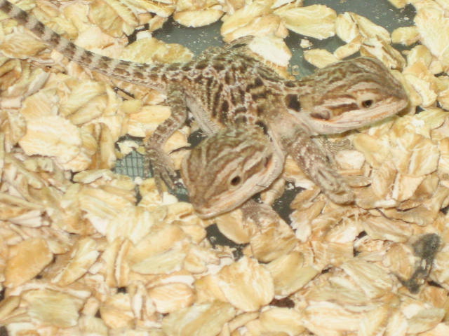 1 Month old double dragon