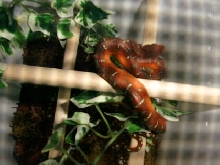 Baby Emerald Tree Boa