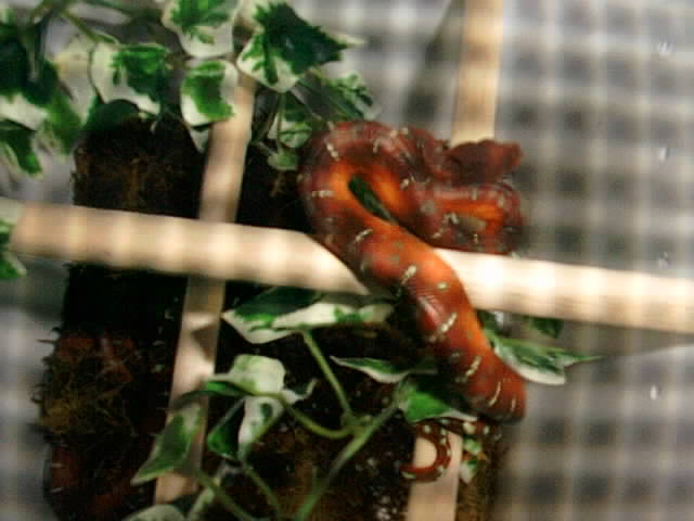 Baby Emerald Tree Boa