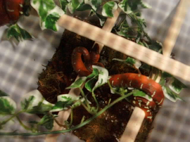 Baby Emerald Tree Boa