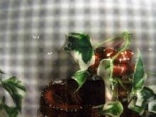 Baby Emerald Tree Boa