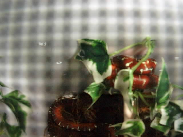 Baby Emerald Tree Boa