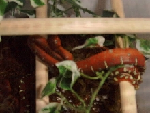 Baby Emerald Tree Boa