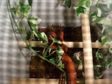 Baby Emerald Tree Boa