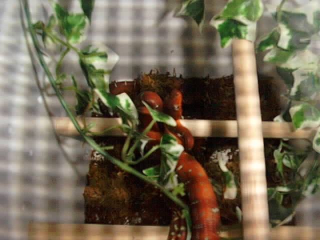 Baby Emerald Tree Boa