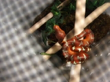 Baby Emerald Tree Boa