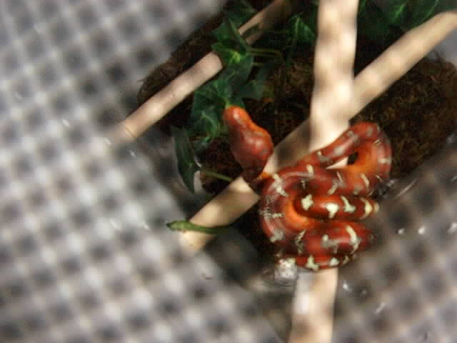 Baby Emerald Tree Boa