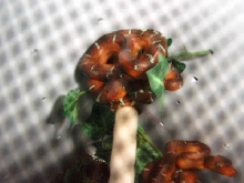 Baby Emerald Tree Boa
