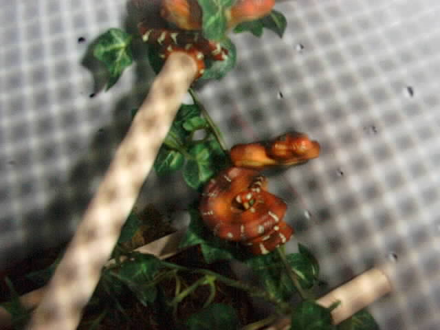 Baby Emerald Tree Boa