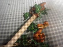 Baby Emerald Tree Boa