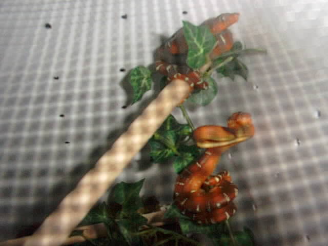 Baby Emerald Tree Boa