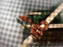 Baby Emerald Tree Boa