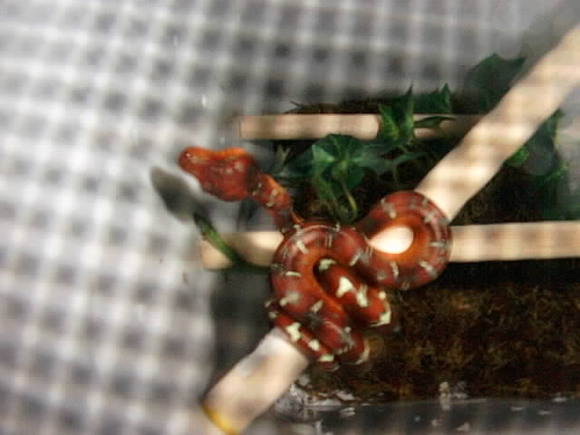 Baby Emerald Tree Boa