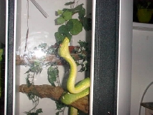 Male Emerald Wandering