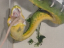 Emerald Tree Boa (Female)