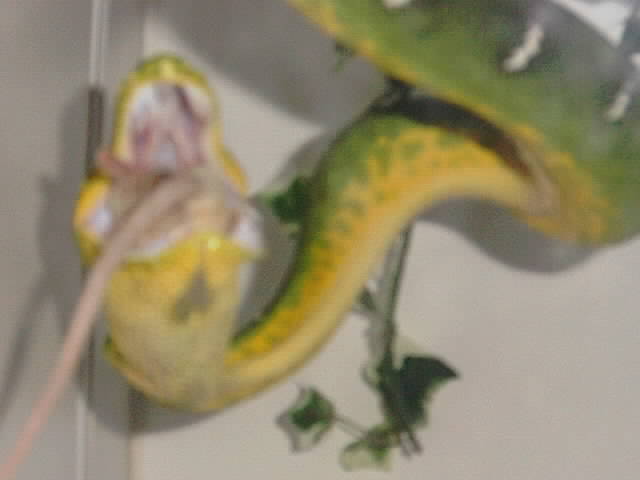 Emerald Tree Boa (Female)