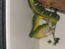 Emerald Tree Boa Eating