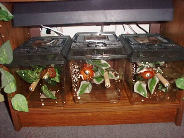 Baby Emerald Tree Boa Setup