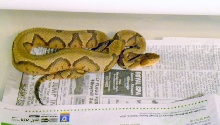 striped copperhead