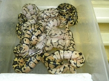 pastel x killer  2010