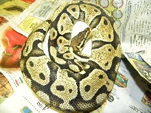 pastel on eggs  2010