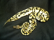 calico pastel