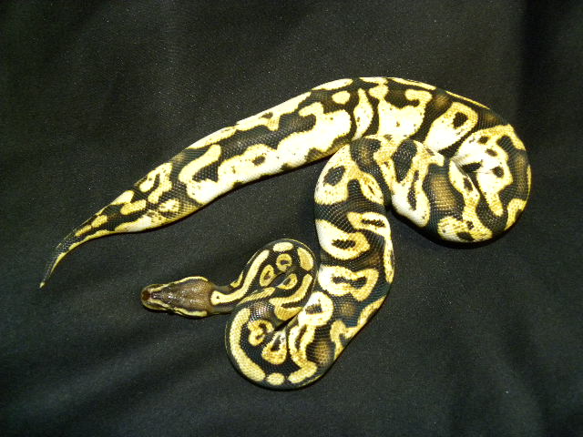 calico pastel