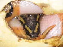2010 single pied in egg