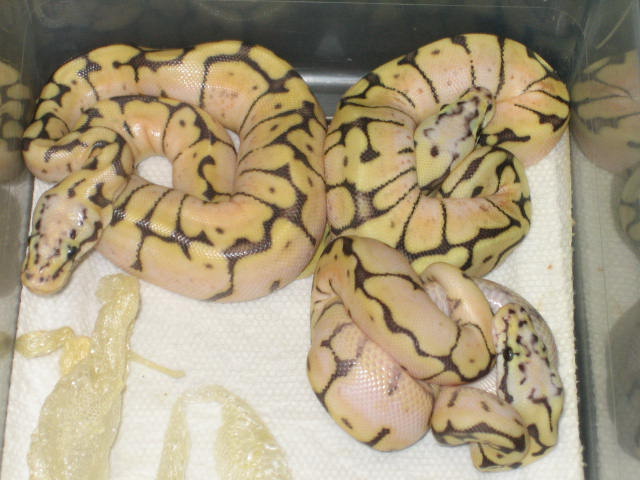 2010 killer bees shedding