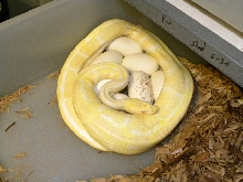 albino on eggs 7-30-11