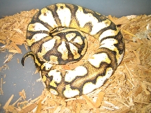calico pastel 2012