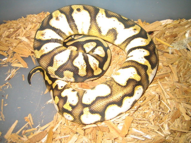 calico pastel 2012