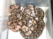 calico clutch 8-7-11