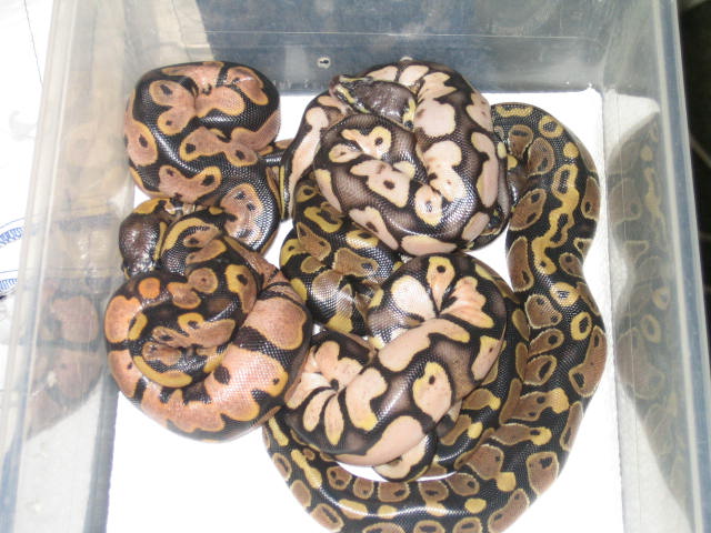 calico clutch 8-7-11