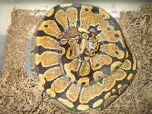 het in nest box