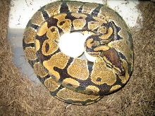 het albino female on eggs