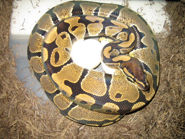 het albino female on eggs