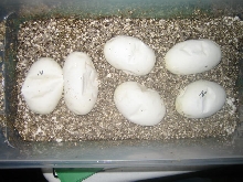 Albino eggs before hatch