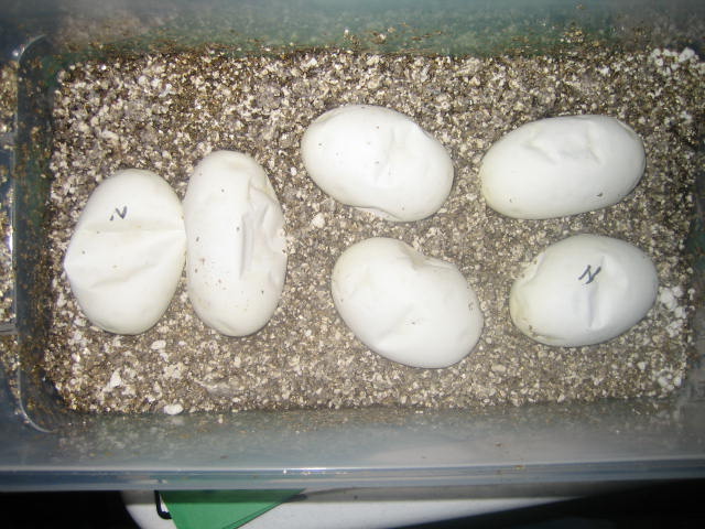 Albino eggs before hatch