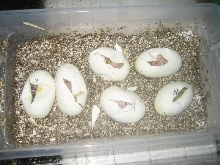 albino eggs cut
