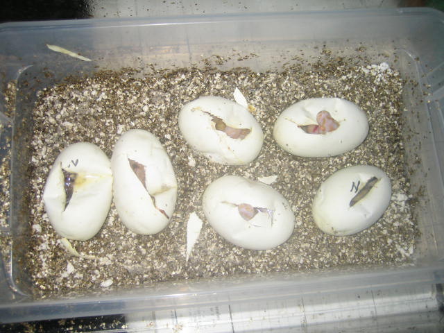 albino eggs cut