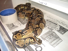 het pied and poss het female