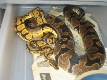 05 male pastel 3000gram female