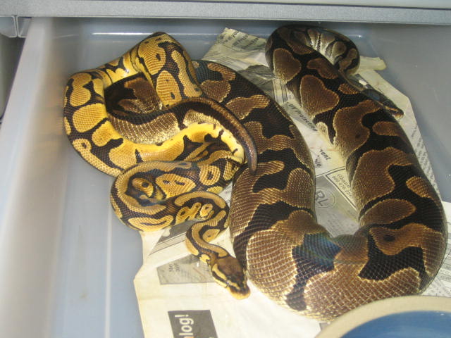 05 male pastel 3000gram female