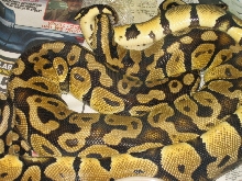 pasrelxpastel