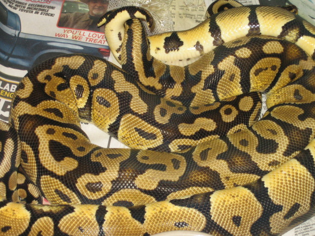 pasrelxpastel