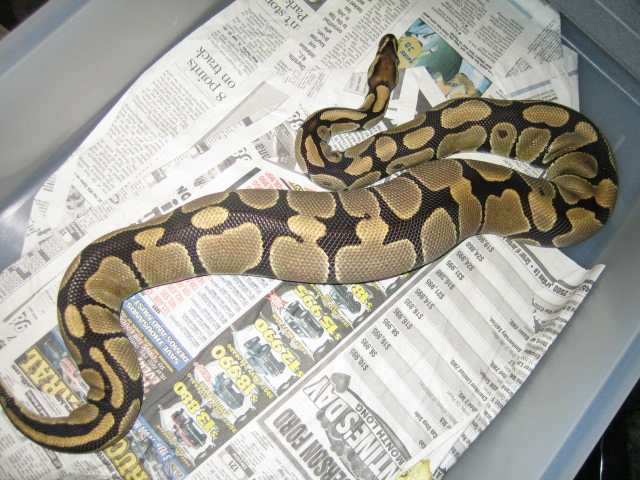 het ghost ovulating