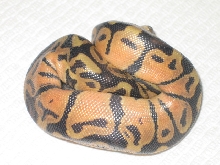 citrus ghost