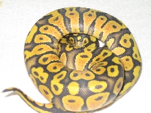 orange ghost pastel