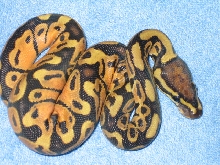 citrus ghost after shed